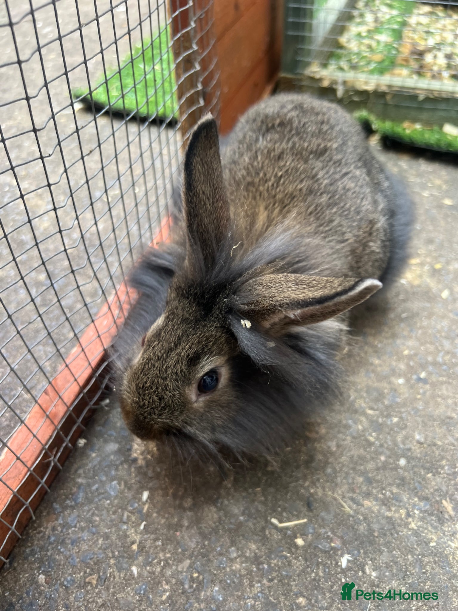 Mixed Breed rabbits Rabbits for sale  - Advert 1