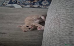 Mixed Breed cats for sale: Kittens almost ready to go - Image 4