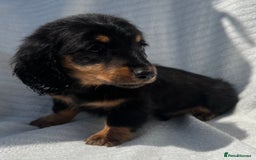 Miniature Dachshund dogs for sale: Beautiful long hair dachshund  in Stourport-on-Severn - Image 4