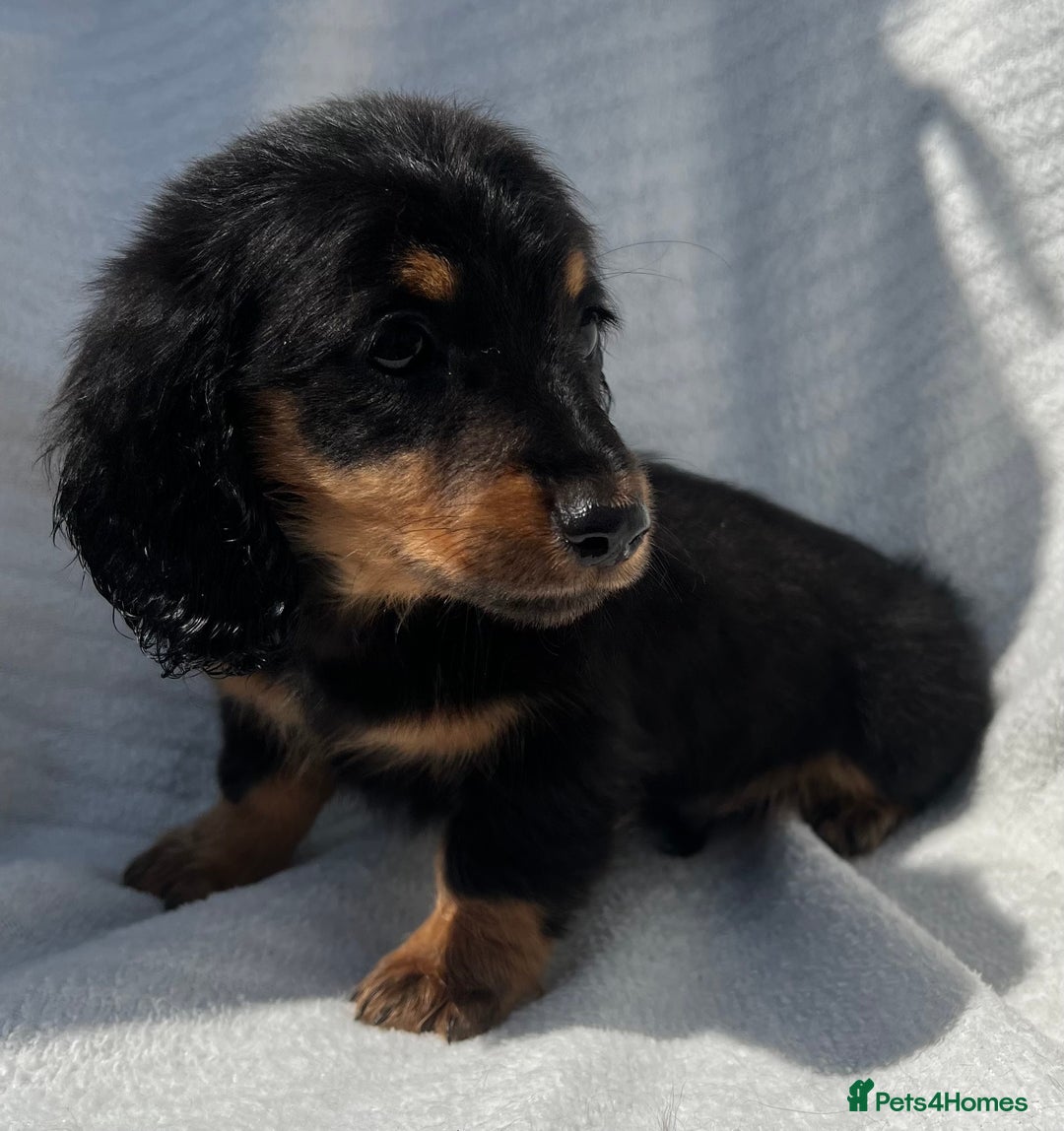 Miniature Dachshund dogs for sale: Beautiful long hair dachshund  in Stourport-on-Severn - Image 4