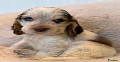 Cocker Spaniel dogs - Advert 9