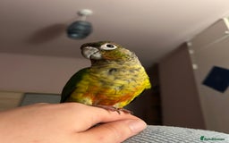 Conures birds for sale: Pair of conures with full set up - Image 5