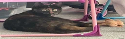 Mixed Breed cats for sale: Stunning Tortoiseshell Girl “Luna” – 2Years Old 💕 in Hemel Hempstead - Advert 7