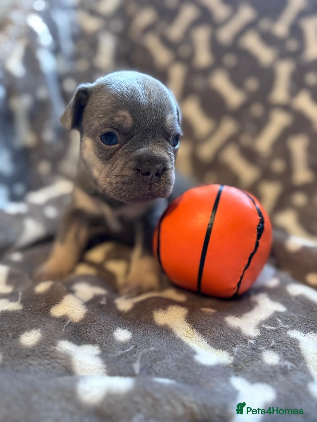 French Bulldog dogs for sale: Adorable French bulldog puppies!!🐶  - Image 11