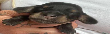 Miniature Dachshund 2