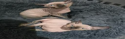 Sphynx cats for sale: LAST BOY💕READY 🩵SPHYNX KITTEN🩵 TESTED - Advert 4