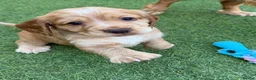 Cocker Spaniel dogs for sale: 3 girl Working Cocker spainels 🐾 - Advert 5