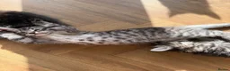 Maine Coon cats for sale: Beautiful Maine Coon x Silver British shorthair - Advert 5