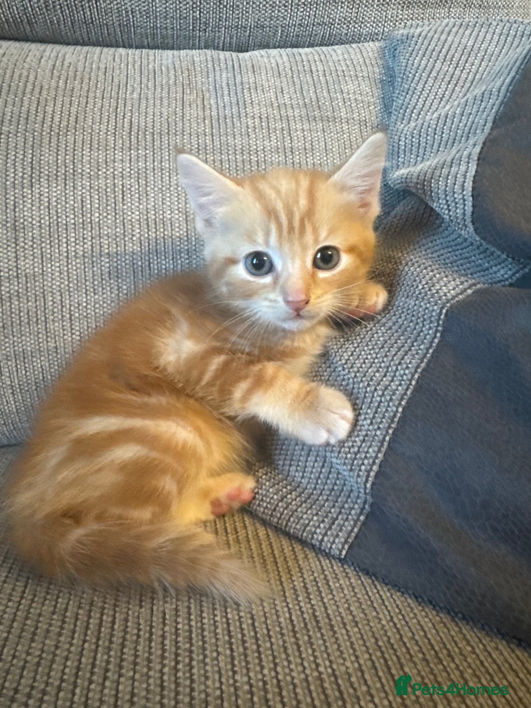 Domestic Shorthair cats for sale: Ginger kittens  - Image 10