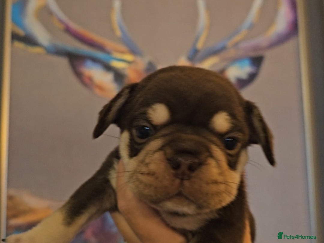 Frug dogs for sale: Beautiful Frug Babies 😍 - Image 18