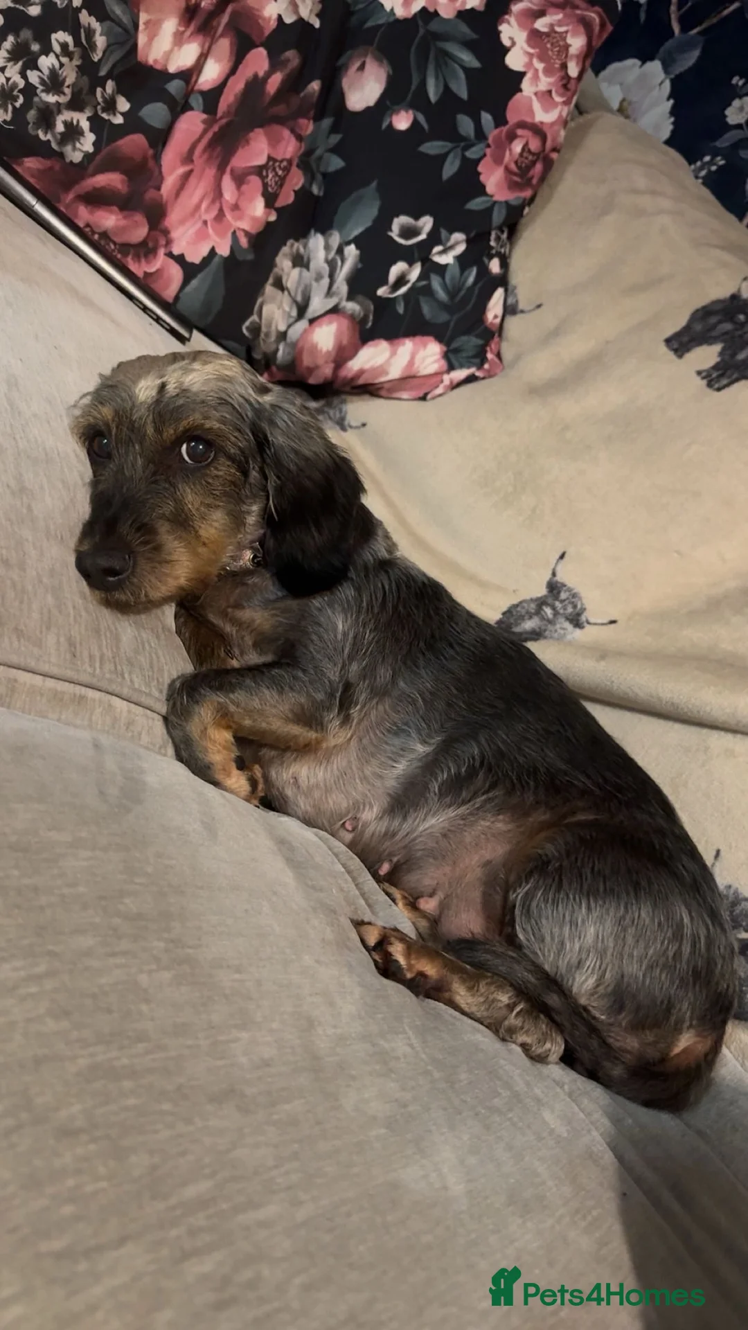 Dachshund dogs for sale: 10 year old dachshund - Advert 2