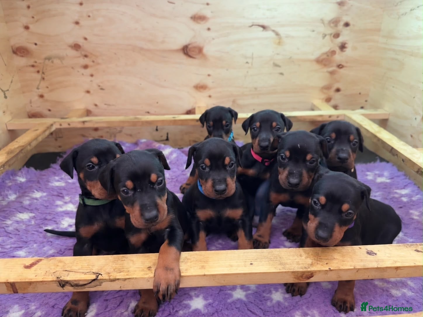 Dobermann dogs for sale: KC registered Doberman puppies  - Advert 14