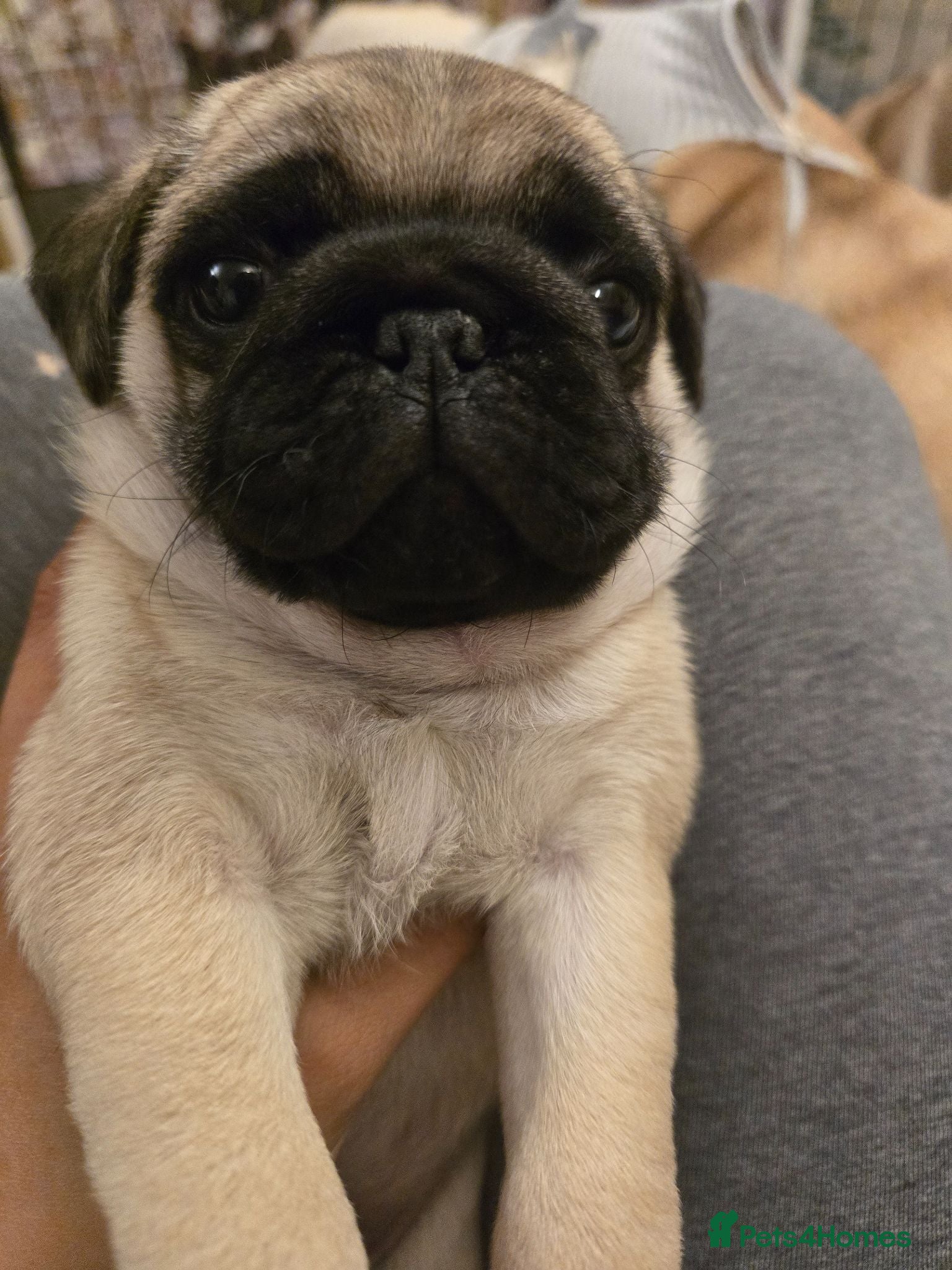 Pug dogs Grumpy & Happy 🐾 Two Fawn Male Pug Puppies - Advert 2