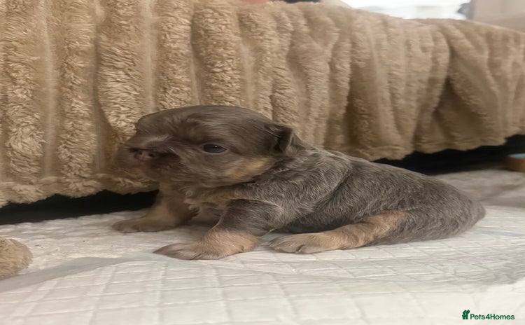 French Bulldog dogs - Advert 15