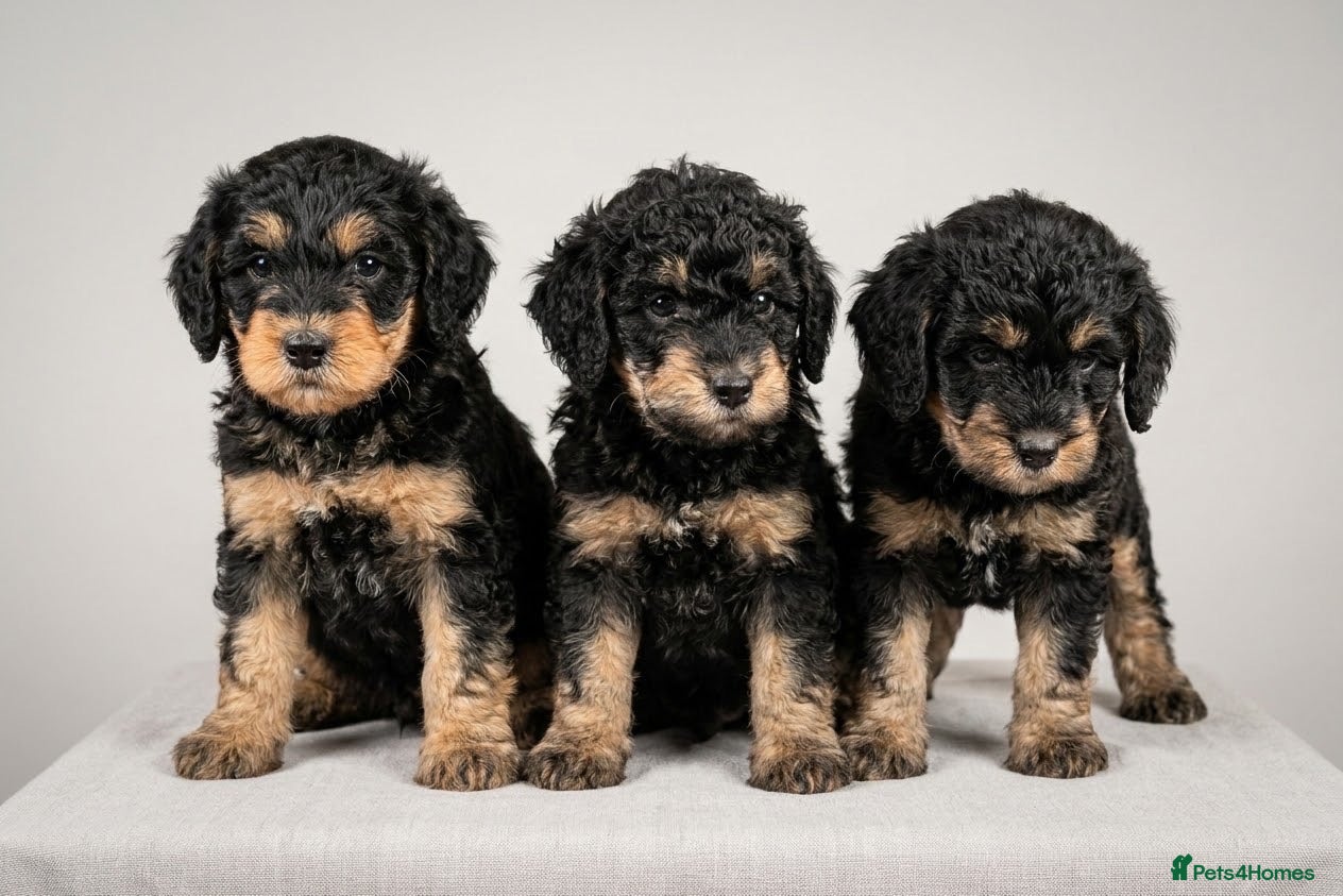 Cockapoo dogs for sale: Beautiful F1b Cockapoo Puppies phantom colours 🐾 - Advert 2