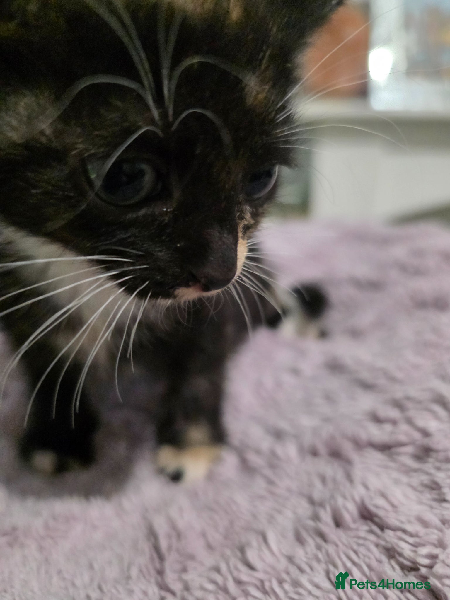 Mixed Breed cats for sale: 3 beautiful female sphynx x DSH kittens for sale  - Advert 4