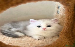 Munchkin cats for sale: Super stunning & rare Minuet - Image 8