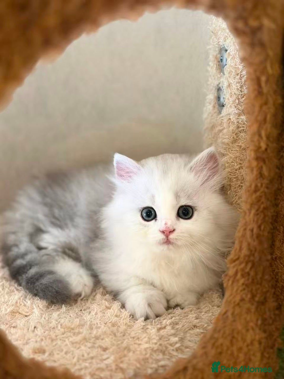 Munchkin cats for sale: Super stunning & rare Minuet - Image 8