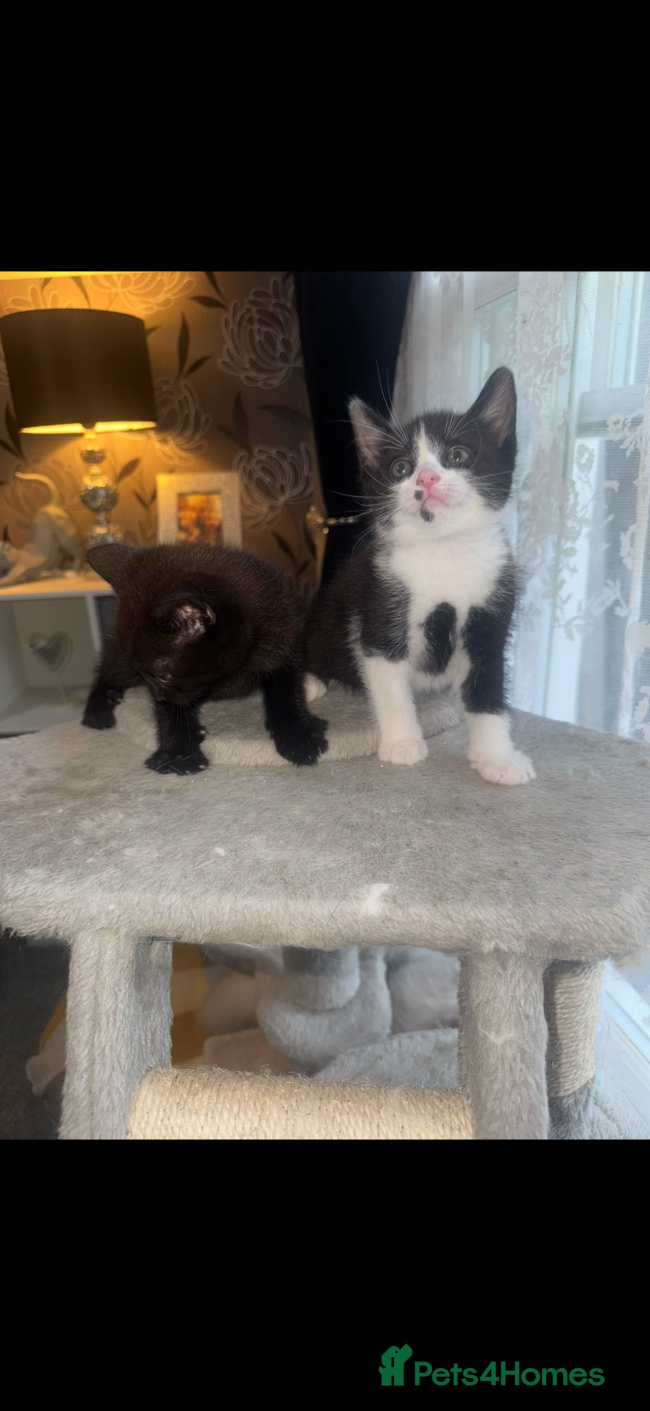Mixed Breed cats for sale: 6 beautiful chunky kittens  - Advert 13