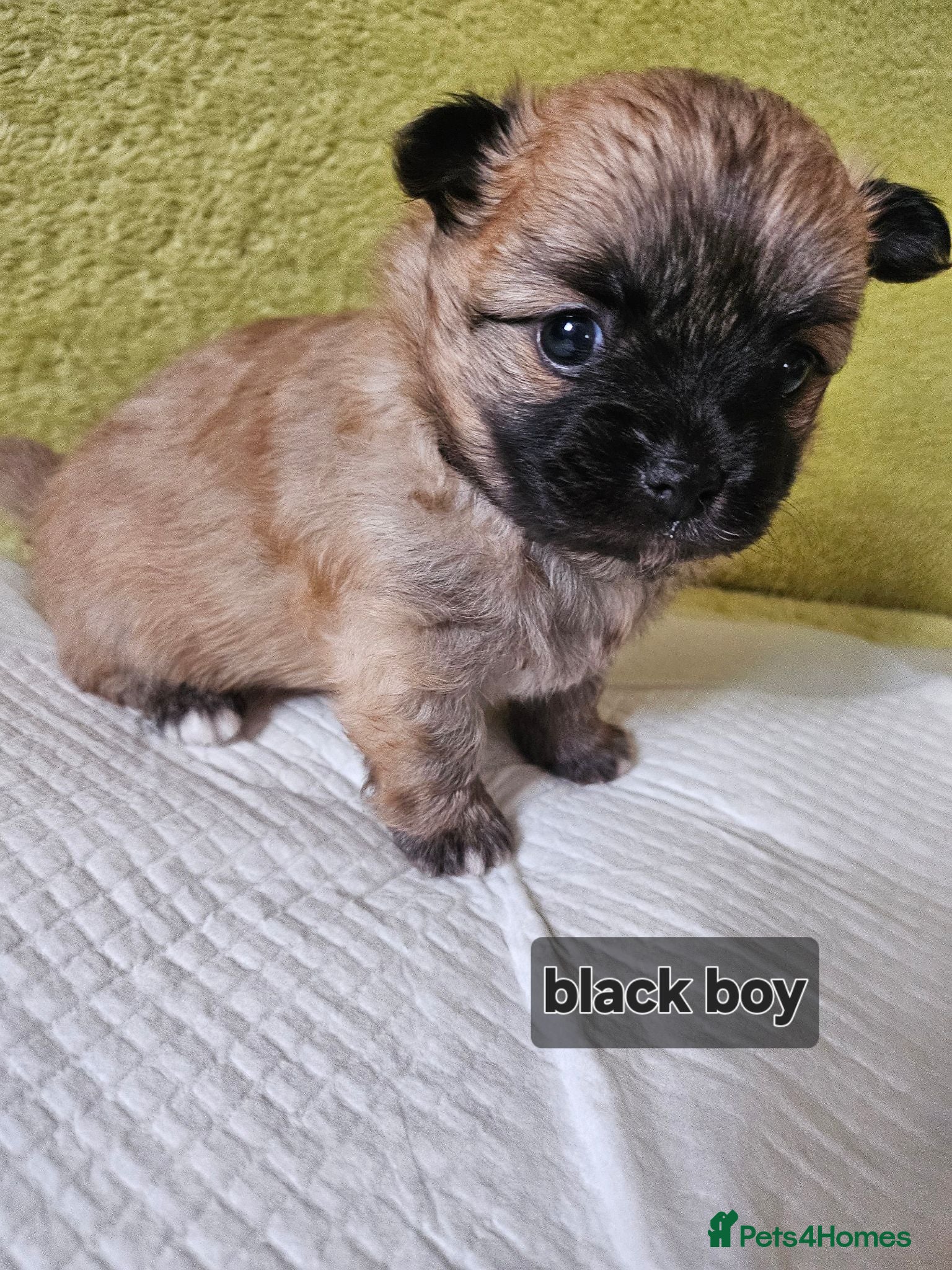 Pomchi dogs 🐶♥️Beautiful Pomchi puppies🐶♥️ - Advert 2