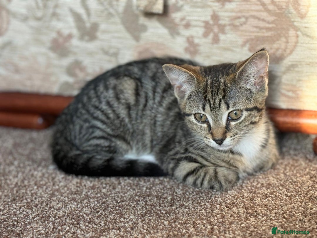 Domestic Shorthair cats for sale: brother and sister  - Image 6