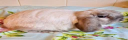 Mini Lop rabbits for sale: Pedigree Mini Lops in Tamworth - Advert 9
