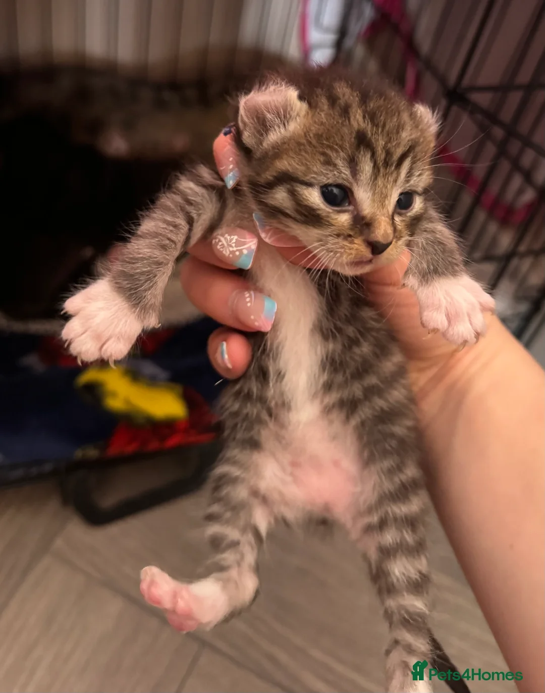 Mixed Breed cats for sale: Sphynx cross kittens x6 - Advert 40