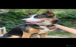 German Shepherd dogs for sale: Beautiful panda German Shepherd x - Image 2