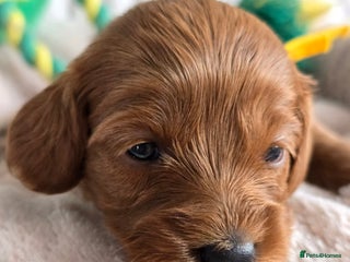 Cavapoo dogs - Advert 3