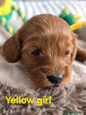 Cavapoo dogs - Advert 3