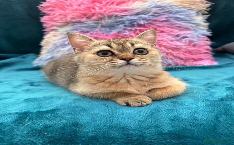 Scottish Fold cats - Advert 11