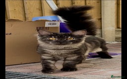 Maine Coon cats for sale: Maine coon kittens  - Image 5