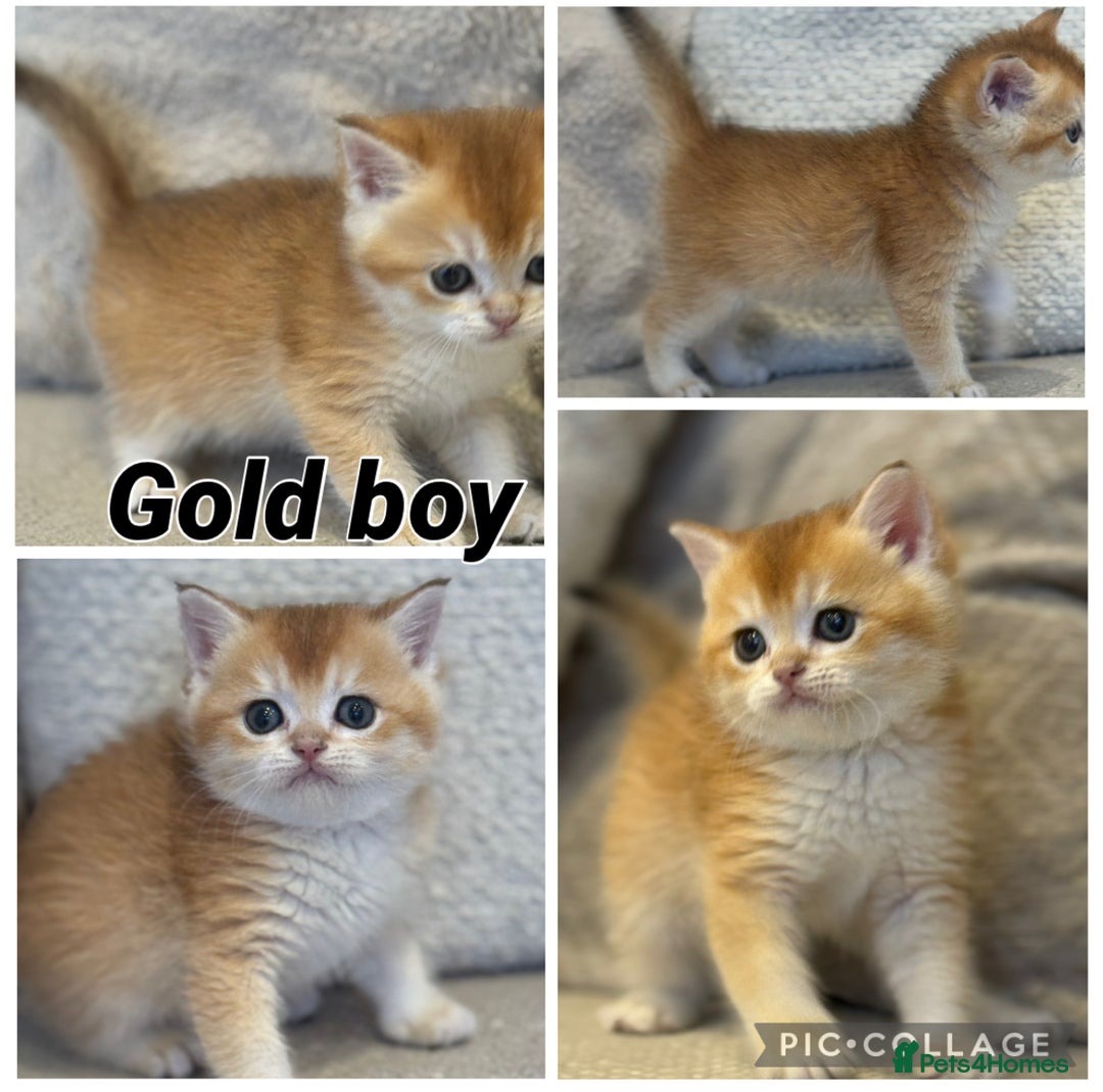 British Shorthair cats for sale: TICA Cream and golden British long and shorthair  - Advert 4