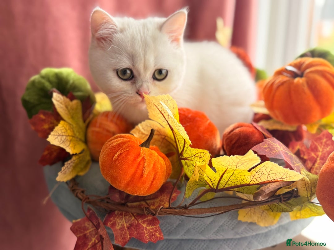 British Shorthair cats for sale: Two stunning sisters READY NOW - Image 18