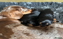 Miniature Dachshund dogs for sale: One beautiful Beautiful girl left  💜🐶  - Image 6