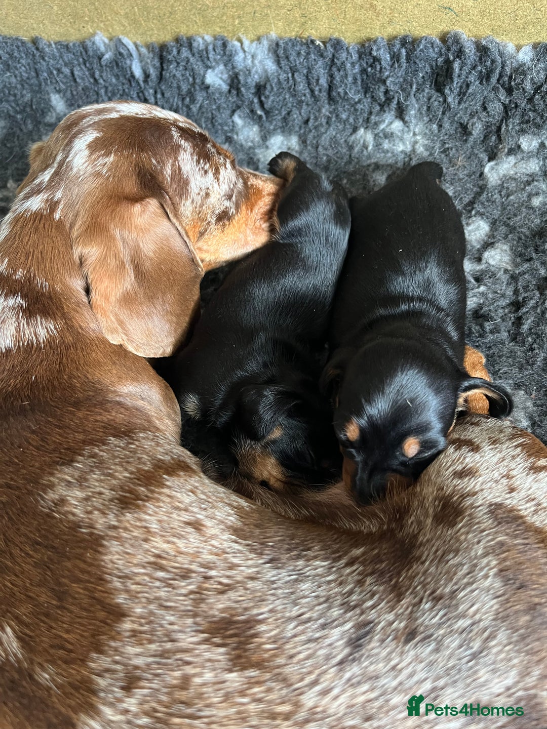 Miniature Dachshund dogs for sale: One beautiful Beautiful girl left  💜🐶  - Image 6