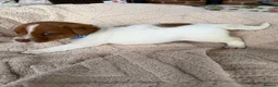 Jack Russell dogs for sale: stunning Jackrussel puppies - Advert 37