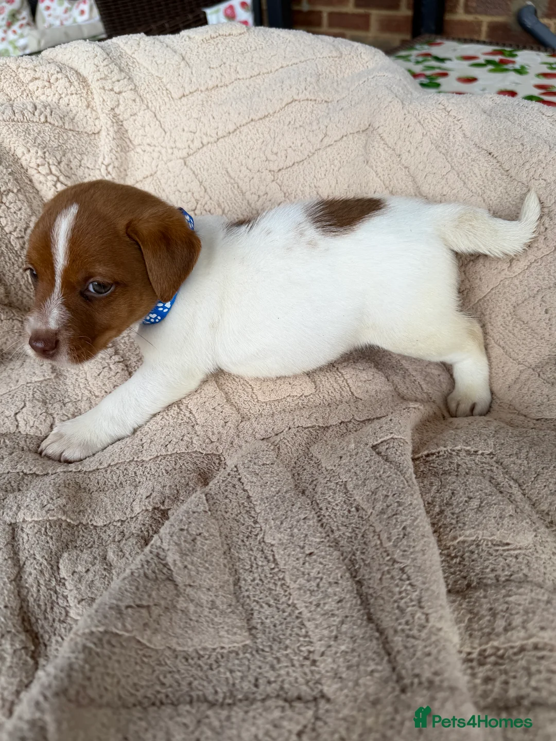 Jack Russell dogs for sale: stunning Jackrussel puppies - Advert 37