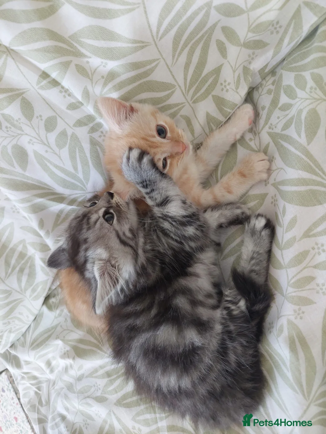 Mixed Breed cats for sale: Gorgeous Loving Kittens Looking for Forever Homes  in Slough - Advert 2
