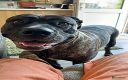 Mixed Breed dogs for sale: 4 month old cane corso puppy called Nala 🐾 - Image 3