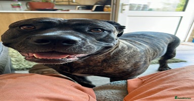 Mixed Breed dogs - Advert 15