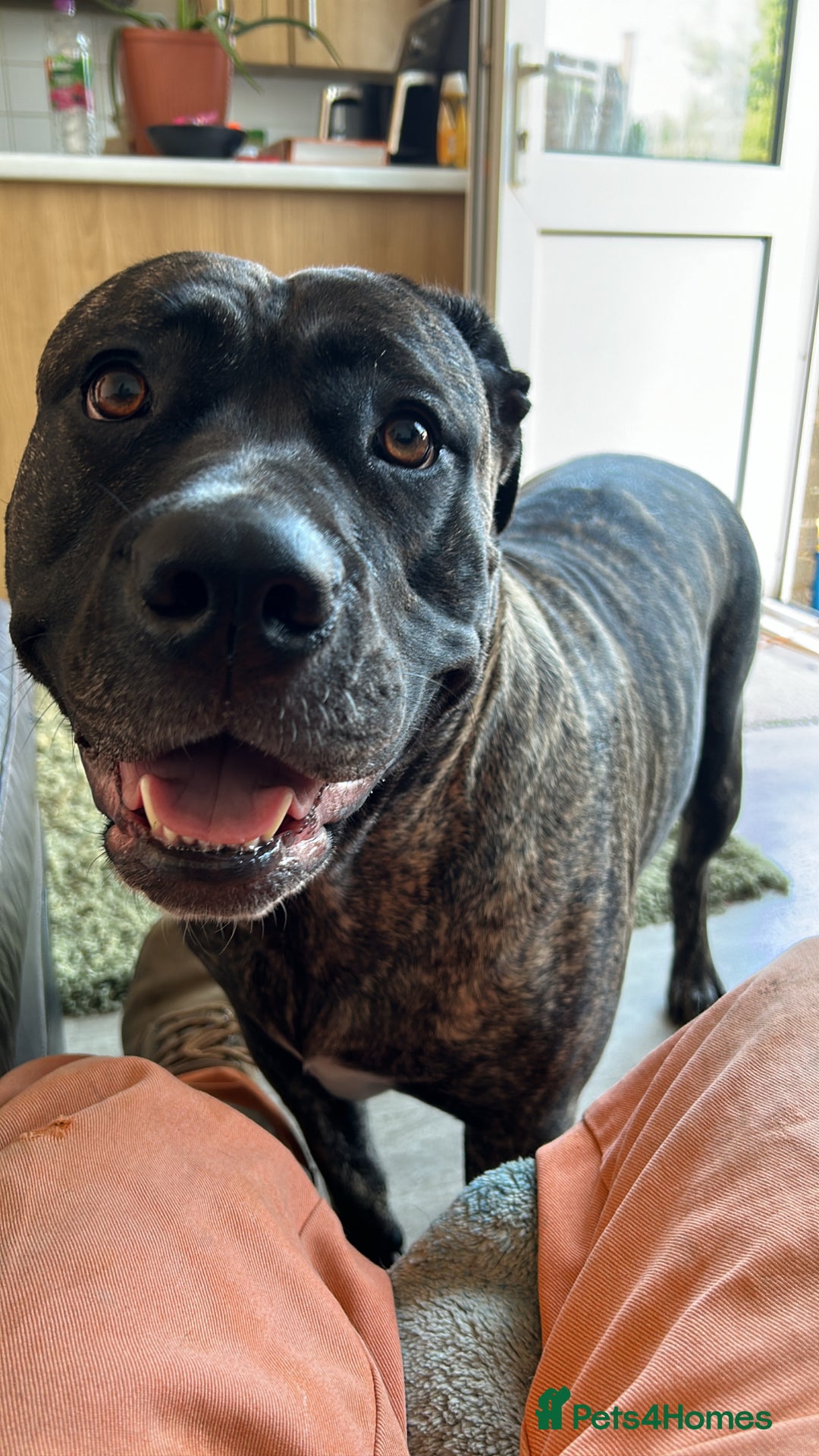 Mixed Breed dogs for sale: 4 month old cane corso puppy called Nala 🐾 - Image 3