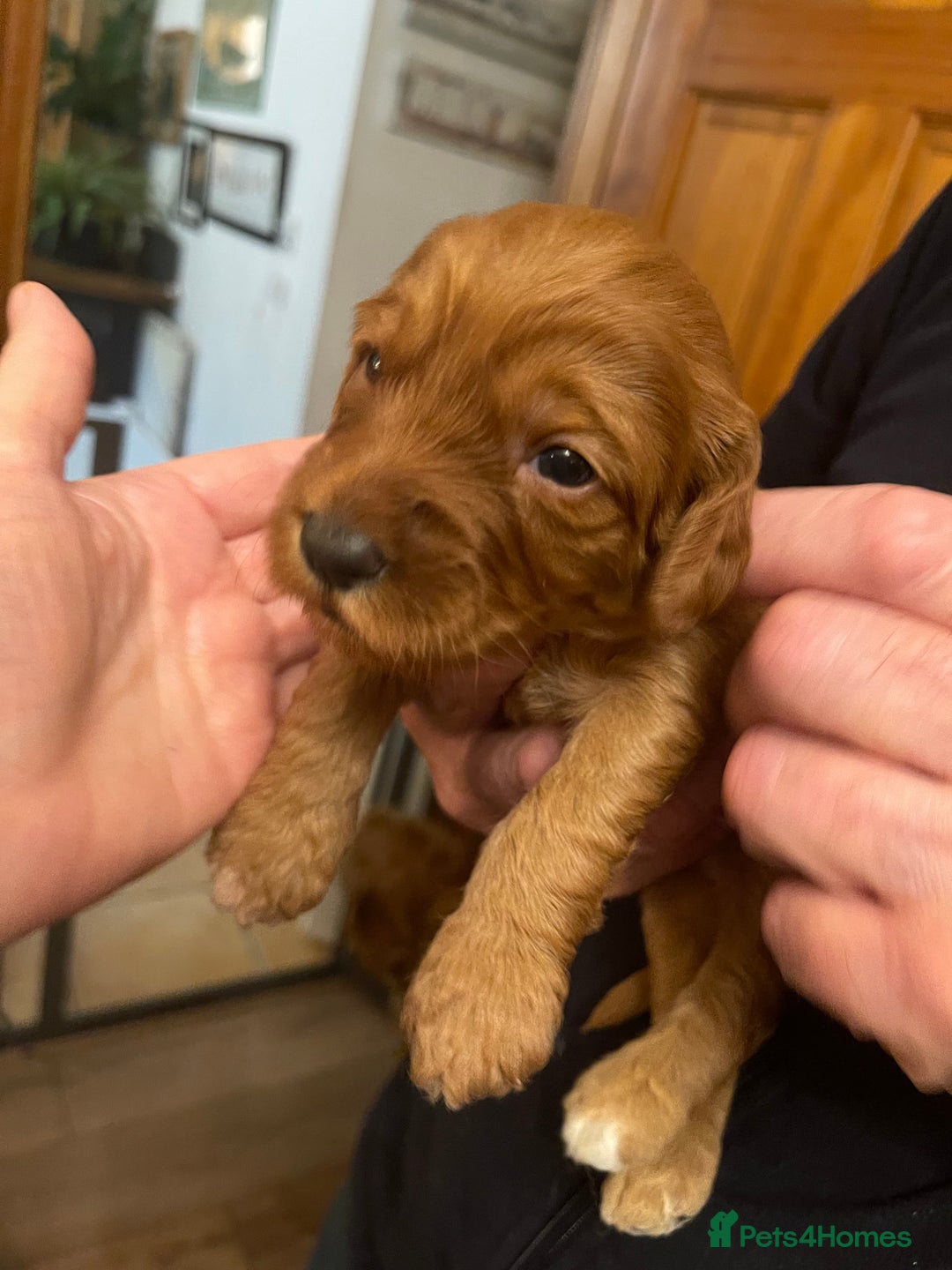 Australian Labradoodle dogs for sale: 100% Pure bred Australian Labradoodle - Advert 6