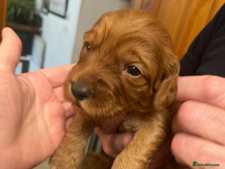 Australian Labradoodle dogs - Advert 4