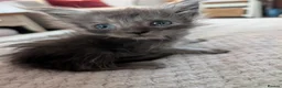 Maine Coon cats for sale: Maine coon - Advert 8