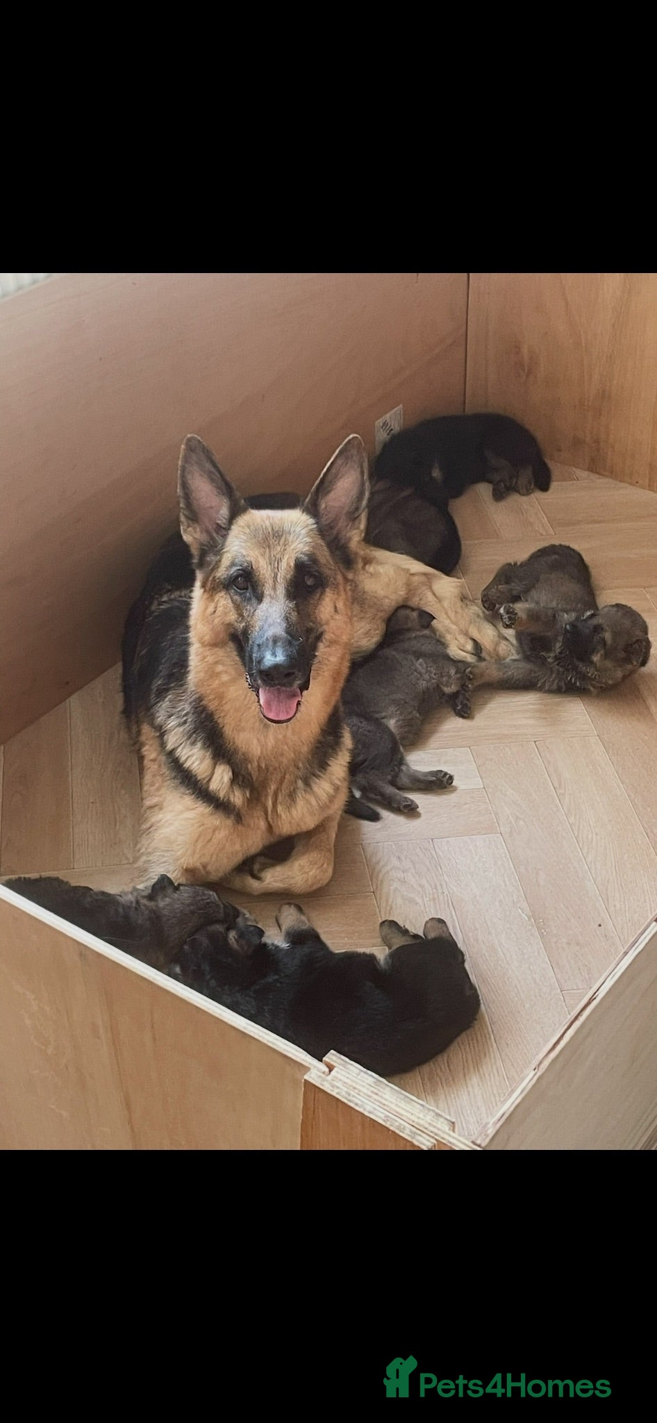 German Shepherd dogs German shepherd puppies  - Advert 6