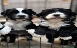 Tibetan Terrier dogs for sale: KC Reg, Fully Health Tested Tibetan Pups - Image 13
