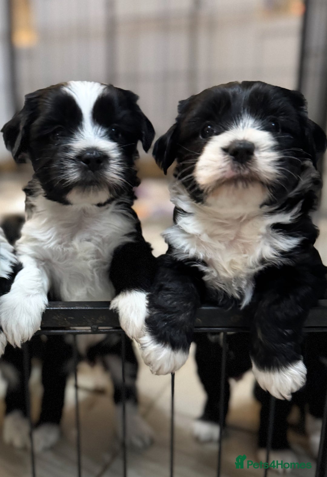 Tibetan Terrier dogs for sale: KC Reg, Fully Health Tested Tibetan Pups - Image 13