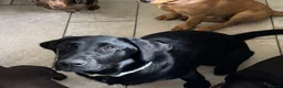 Labrador Retriever dogs for sale: 1 Year Old KC Black Lab Bitch - Advert 3