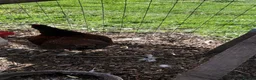 Chickens poultry for sale: Rhode Island Red hen for sale - Advert 5